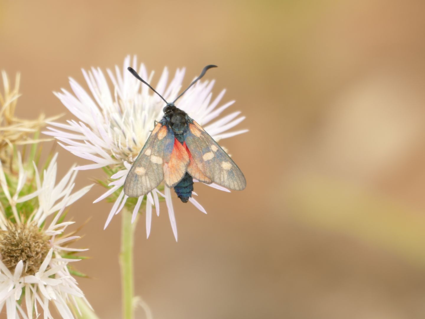 Aiuto identificazione Zigena